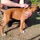 Boxer Puppies for Sale in Newmarket