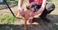 Boxer Puppies for Sale in Newmarket