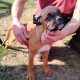 Boxer Puppies for Sale in Newmarket