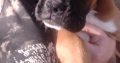 Boxer Puppies for Sale in Newmarket