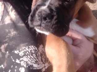 Beautiful boxer puppies
