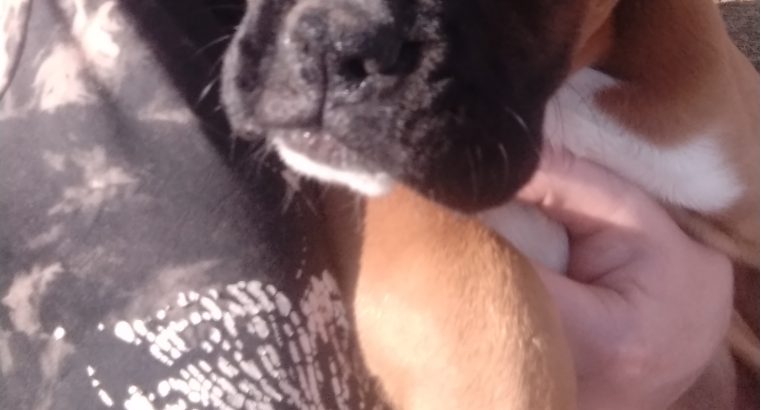 Boxer Puppies for Sale in Newmarket