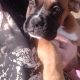 Boxer Puppies for Sale in Newmarket