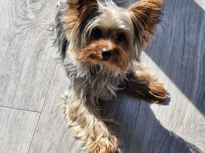 Mini yorkie