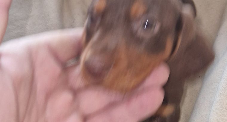 Playful Miniature Doxiepoo Puppie in Co. Laois