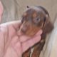 Playful Miniature Doxiepoo Puppie in Co. Laois