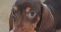 Playful Miniature Doxiepoo Puppie in Co. Laois