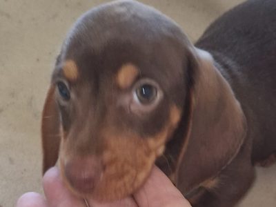 Playful Miniature Doxiepoo Puppie in Co. Laois