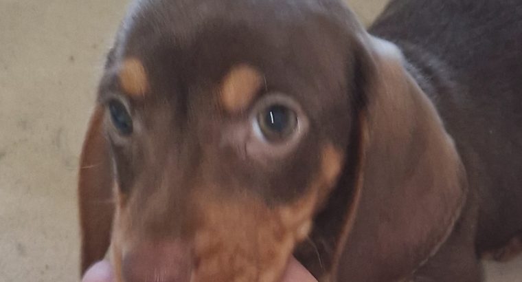Playful Miniature Doxiepoo Puppie in Co. Laois