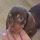 Playful Miniature Doxiepoo Puppie in Co. Laois