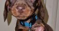 Playful Miniature Doxiepoo Puppie in Co. Laois