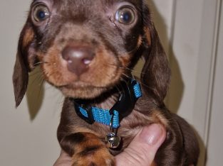 Beautiful miniature male Dachshund Puppie