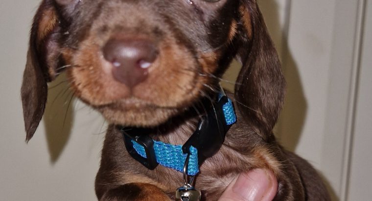 Playful Miniature Doxiepoo Puppie in Co. Laois