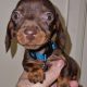 Playful Miniature Doxiepoo Puppie in Co. Laois