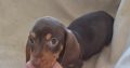 Miniature Dachshund male Dachshund Puppie