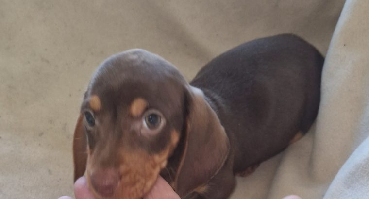 Miniature Dachshund male Dachshund Puppie