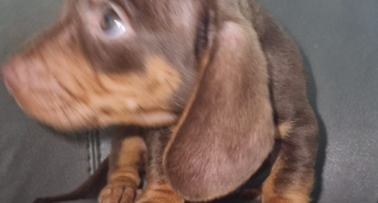 Miniature Dachshund male Dachshund Puppie