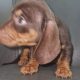 Miniature Dachshund male Dachshund Puppie