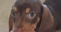 Miniature Dachshund male Dachshund Puppie