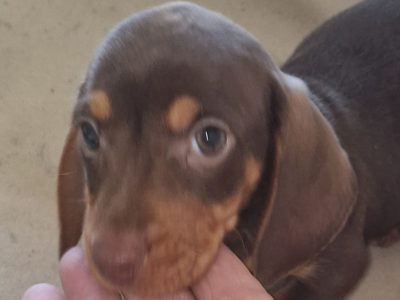 Miniature Dachshund male Dachshund Puppie