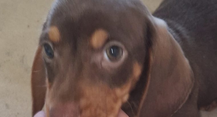 Miniature Dachshund male Dachshund Puppie
