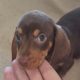 Miniature Dachshund male Dachshund Puppie