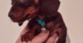 Miniature Dachshund male Dachshund Puppie