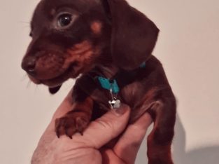 Miniature Dachshund male Dachshund Puppie