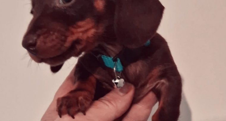 Miniature Dachshund male Dachshund Puppie