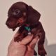 Miniature Dachshund male Dachshund Puppie