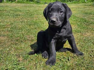 Labrador Purebred Black 2 left