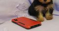 Yorkshire Terriers for sale in Dublin