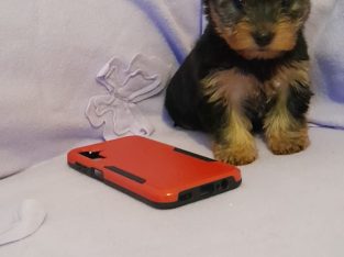 Yorkshire terriers