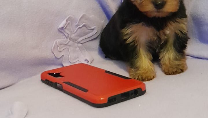 Yorkshire Terriers for sale in Dublin