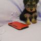 Yorkshire Terriers for sale in Dublin