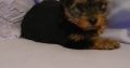 Yorkshire Terriers for sale in Dublin