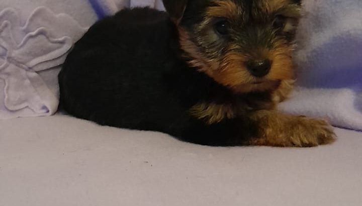 Yorkshire Terriers for sale in Dublin