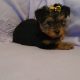 Yorkshire Terriers for sale in Dublin