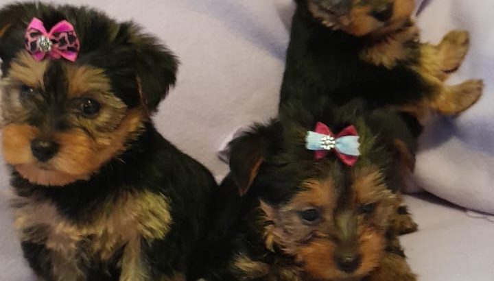 Yorkshire Terriers for sale in Dublin