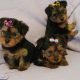 Yorkshire Terriers for sale in Dublin
