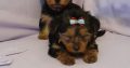 Yorkshire Terriers for sale in Dublin