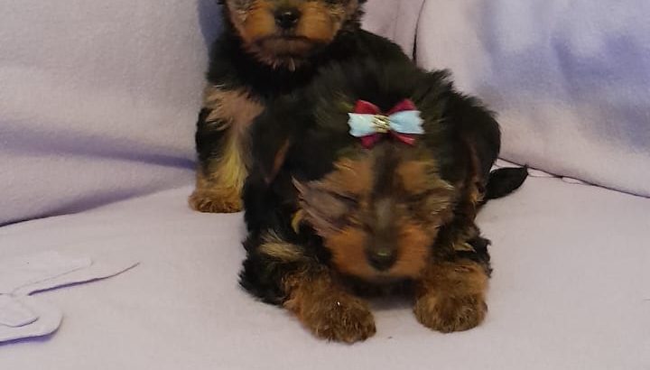 Yorkshire Terriers for sale in Dublin