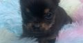 T cup Chorkie pup