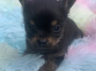 T cup Chorkie pup