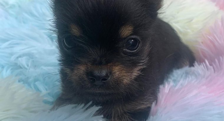 T cup Chorkie pup