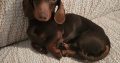 kanichen dachshund in mayo – fci export pedigree