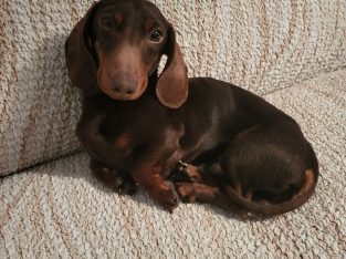 Kanichen Dachshund Male FCI export pedigree