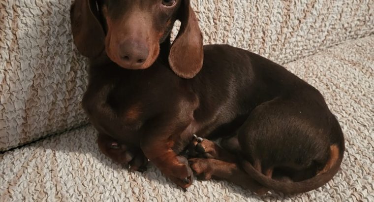 kanichen dachshund in mayo – fci export pedigree