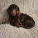 kanichen dachshund in mayo – fci export pedigree