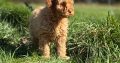 Cavapoo puppy’s